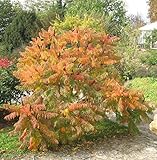 Farnwedel Essigbaum 80-100cm - Rhus typ