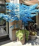 Japanischer BLAUER Ahorn / Fächerahorn - 10 Samen - Baum & Bonsai *SELTEN*