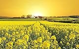 Yellow Flower (English Edition)