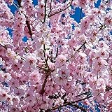 Müllers Grüner Garten Shop Frühe Zierkirsche Accolade Prunus subhirtella hellrosa Blüten 60-100 cm im 3-5 L Top