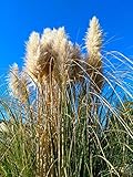 Amerikanisches Pampasgras 10 Stück P9 20-50 cm Cortaderia selloana Weiß