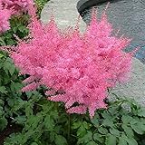 1 x Astilbe arendsii ‚Astary Rose‘ (Winterhart/Stauden) Prachtsp