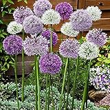 6 Stück Mix Allium Zwiebeln Duft Allium giganteum Outdoor Flowers Gardens Mehrjährige Kräuter Blühende Frühlingszwiebel Zwiebel zum Pflanzen j