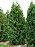 Thuja Brabant Occidentalis - Lebensbaum winterhart & pflegeleicht - Thujen-Hecke als Sichtschutz - Heckenpflanze 30-40cm - 1 Pflanze im Container von Garten Schlüter - Pflanzen in Top Q