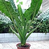 Gartenpflanzen, Die Blätter sind sehr groß, Luft reinigen,Elefantenohr knolle,Grüne Taro-Pflanze,Starke Anpassungsfähigkeit,Wächst sehr kräftig,Alocasia knollen-2 knolle,2
