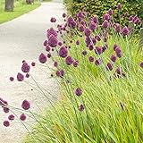 100x Allium sphaerocephalon | Zierlauchzwiebeln | Lila Blüte | Frühjahrsblüher Zwiebeln | Mehrjährige Blumenzwiebeln | Ø 4