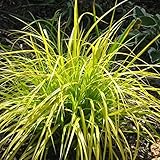 Kölle's Beste! Japansegge 'Everillo', 3er-Set, Carex oshimensis, 12 cm Top