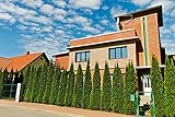 Müller Münchehof GmbH 10 Stück Thuja Smaragd im Topf/Container Größe 15 bis 30