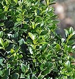 Hoher Buchsbaum 30-40cm - Buxus sempervierens arb