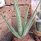 Echte Aloe Vera,medizinisch, 12cm Topf, sehr große Pflanzen mit ca.40 cm Höhe (2Pflanzen)
