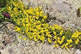 Mauerpfeffer, scharfer Sedum acre 500 S