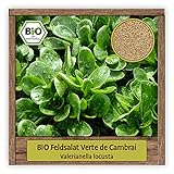 BIO Feldsalat Samen winterhart Sorte VERTE DE CAMBRAI Salat Samen Gemüse Saatgut W