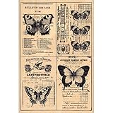Florilèges Design fha115030 Stempel Scrapbooking Schmetterlinge-Seite in Seite beige 15 x 10 x 2,5 