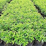 Portugiesischer Kirschlorbeer 'Angustifolia' 3 Liter Container, 30 - 40 cm - Prunus lauracerasus - Qualitätspflanzen von Garten Schlüter (20)
