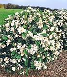 BALDUR Garten Duft-Magnolien-Hecke Fairy,1 Pflanze Michelia Fairy Magnolia® Heckenp