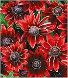 BALDUR Garten Sonnenhut Rudbeckia 'Cherry Brandy', 3 Pflanzen winterhart mehrjährige G