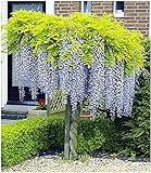 BALDUR Garten Blauregen auf Stamm winterhartes Stämmchen, 1 Pflanze Wisteria sinensis Glycinie Z