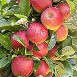 Apfel Baum 'Elstar' Malus domestica 150-200cm im 7,5L Topf gewachsen w