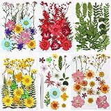 Echt Getrocknete Gepresste Blumen, Gemischte Getrocknete Blätter, Mehrfarbige Trocken Blume für DIY Harz Schmuck Nagel Handwerk Sammelalbum Dek