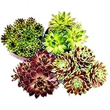 Exotenherz - Hauswurz - Set aus 4 verschiedenen Sempervivum-S