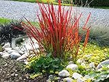 10 x Imperata cylindrica ‚Red Baron‘ 1 Liter(Ziergras/Gräser) JapanischesBlutgras ab 3,19 € pro Stück