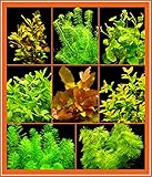 Zoomeister - Anti-Algen-Set - 40 Schnellwachsende Pflanzen + L