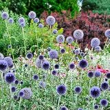 6x Echinops ritro | Blaue Kugeldistel Pflanzen | Winterharte Stauden Mehrjährig | Höhe 20-22cm | Topf Ø 9