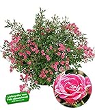 BALDUR Garten Lilly Rose® Wonder5, 1 Pflanze Balkonrose für Töpfe und Kübel w