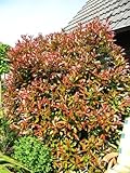 immergrüne Glanzmispel Photinia fraseri Red Robin 60-80 cm hoch im 3 L