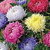 Charm4you Lange Blütezeit winterhart,Vier Jahreszeiten Gänseblümchen Wilde Blumen kombiniert Samen-Aster 500pcs,Samen fü B