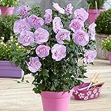 Hibiscus syriacus 'Lavender Chiffon' | Lila Straucheibisch | Hibiskus Pflanze Winterhart | Höhe 30-50cm | Topf-Ø 15