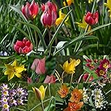 Blumenzwiebeln Steingarten-Tulpen Miniatur-Tulpen Botanische-Tulpen Mini-Tulpen mindestens 3 Sorten (50 Zwiebeln)