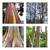 Regenbogenbaum - Eucalyptus deglupta (Bonsai geeignet) - 50 S