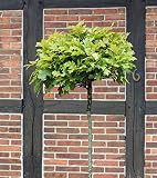 Hochstamm Kugel Sumpf Eiche Green Dwarf 100-125cm - Quercus p