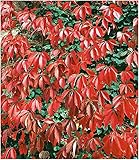BALDUR Garten Wilder Wein 'Quinquefolia', 1 Pflanze schnellwachsende Kletterpflanze w