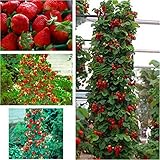 Riesen Kletter-Erdbeere - Strawberry Giant Red Climbing - 30 S