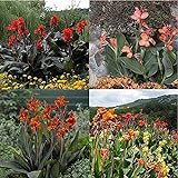 Canna Knollen - Indisches Blumenrohr/Einfache Pflege/Hohe Keimrate/Gartenpflanzen/Leichtes Aroma/Seltene Spezies-5 C
