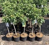 Mirabelle von Nancy im großen Topf 60-80cm Dünger für die Jahresdüngung Terrassenobst Mirabellenbaum Ob