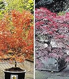BALDUR Garten Japanische Ahorn Kollektion winterhart, 2 Pflanzen iAcer palmatum Ahornbaum w