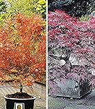 BALDUR Garten Japanische Ahorn Kollektion winterhart, 2 Pflanzen iAcer palmatum Ahornbaum w