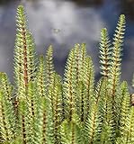 fertig im Pflanzkorb - winterhart - Hippuris vulgaris - Tannenwedel - Wasserpflanzen W