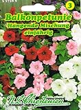 Balkonpetunie 'hängende Mischung' , einjährig, wichtigste Balkon-, Beet- und Gruppenpflanze, 'Petunia pendula'