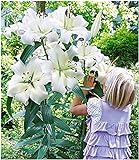 BALDUR Garten Tree-Lily Pretty Woman 3 Zwiebeln Baumlilien Lilium Hybride Lilien Zwiebeln w