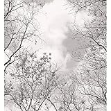 Große Wald Fototapete Baumkronen im Himmel Vliestapete Natur Tapete schwarz weiß Fotografie Tapeten BxH 240x260