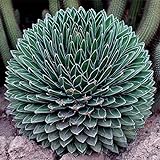 100 Stück Gemischte Aloe Vera Samen Kräutersukkulenten Pflanze Hausgarten Bonsai Dekor Garten Pflanze Samen Aloe Vera Seeds #