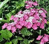 Bauernhortensie Rotkehlchen - Hydrangea macrophylla Rotkehlchen - T