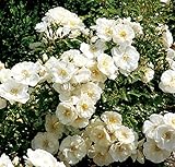 'Schneeflocke' -R-, Rosen-Hochstamm im Container, ADR-R