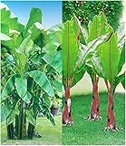 BALDUR Garten Winterharte-Bananen-Kollektion, 2 Pflanzen Faserbanane Bananenbaum Musa basjoo Bananenp