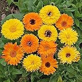 CHTING 200 Stück Gemischt Calendula Samen Mehrjährige Duftende Blumen Für Die Außenbepflanzung Dekorativer Garten Schöne L