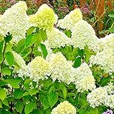 Rispenhortensie XXL Blüten | Winterharte ganzjährige Hortensie | Hydrangea paniculata Limelight | Lieferhöhe: 20-40 cm | 1 Stück Topf Ø 19